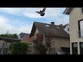 Der 3. Preisflug 2024 / 3. pigeon Race