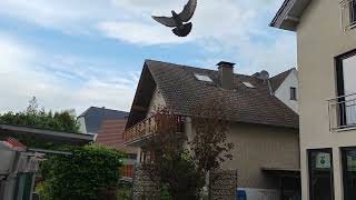 Der 3. Preisflug 2024 / 3. pigeon Race