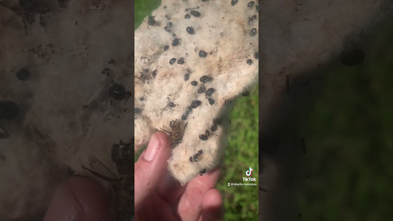 Hive beetle solutions 