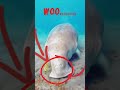Meet the Ocean’s Real-Life Vacuum! 🌊
