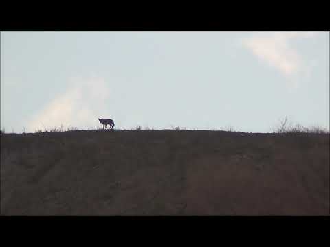 coyote 1 20180222