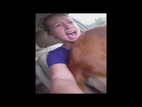 Dog Poops On Owner While She Is Driving