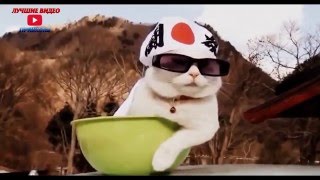 Приколы с кошками#1-Лучшие видео приколы 2016 Приколы с кошками#1-Лучшие видео приколы 2016