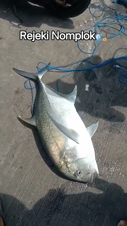 Rejeki nomplok,,, Tarik ikan besar #fishing #larantuka #florestimurntt #lifeisbutadream