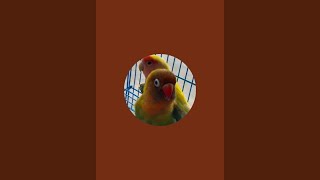 Rita Patel Comedy Is Live