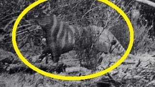 3 Mysterious Creatures Caught On Photo