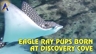 Four Eagle Ray Pups Born at Discovery Cove Orlando