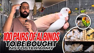 100 Pairs Of Albinos To Be Bought | NS Foster Army ❤