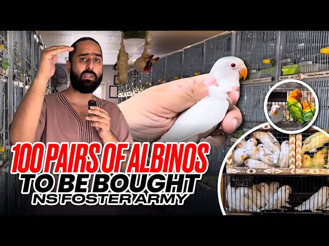 100 Pairs Of Albinos To Be Bought | NS Foster Army ❤️ class=