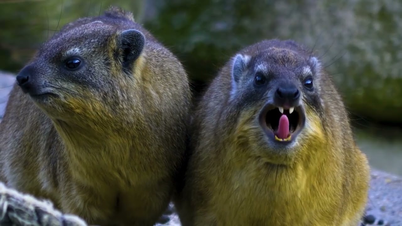 Hyrax Animals - Fascinating Creatures of the African Wilderness
