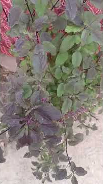 #motivation #facts #janemerijanemanbachpankapyarmerabhulnahijanare #motivational #jiskeaanesemukamma