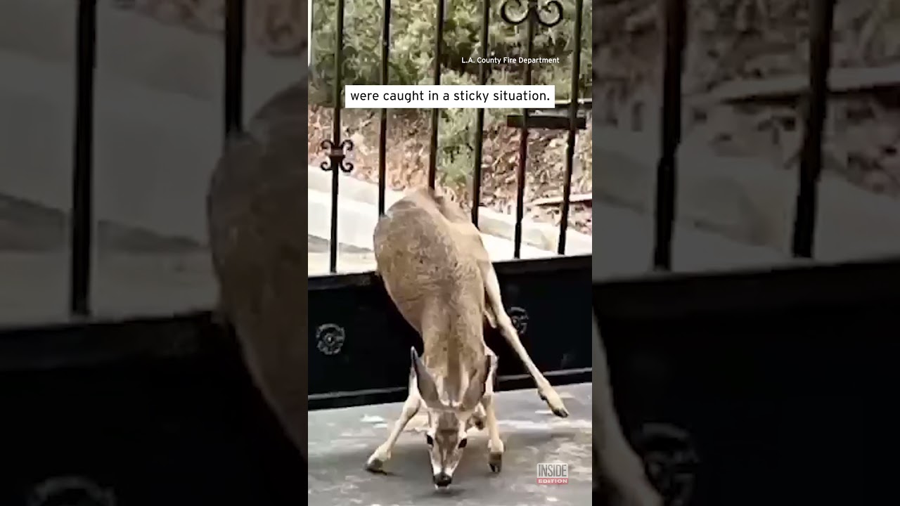 Deer Rescued From Gated Community 