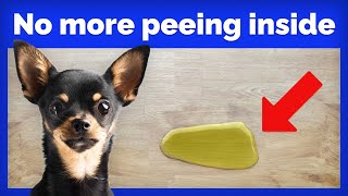 How to Potty Train your Chihuahua?