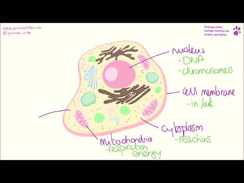 Animal cell - Structure and Function
