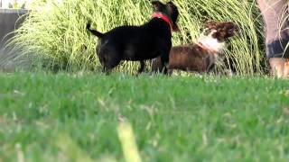 Staffordshire Bull Terrier Play