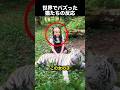 トラの匂いで猫たちが豹変…まさかの反応に爆笑!