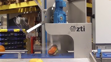 ZTI Sorting Line Pumpkin
