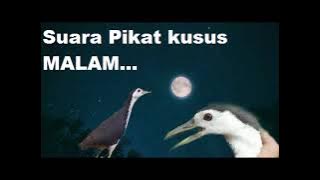 Suara Pikat Ruak MALAM Ampuh | waterhen sound | night bird sound | voice chim quock 100