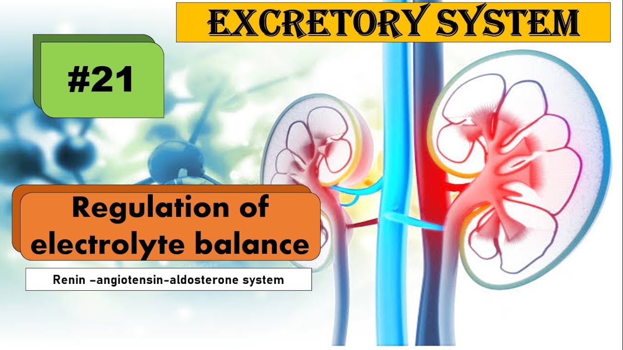 Regulation Of Electrolyte Balance YouTube Regulation Of Electrolyte Balance YouTube
