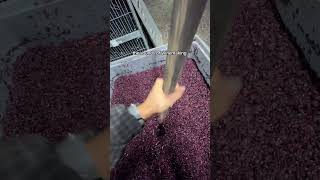 wine asmr 🍷  #visittrentino #winemaking #winerylife