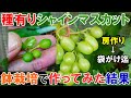 種有りシャインマスカットを鉢栽培で作ってみた結果 房作り~袋がけ後迄のまとめ