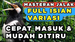 SUARA BURUNG JALAK SUREN GACOR FULL ISIAN PEDAS cocok dan AMPUH untuk PANCINGAN & MASTERAN JALAK