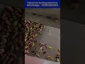Pistachio sorting machine#pistachio #hazelnut #cashew #nutssort #nutssorter #food WA:8618326129021