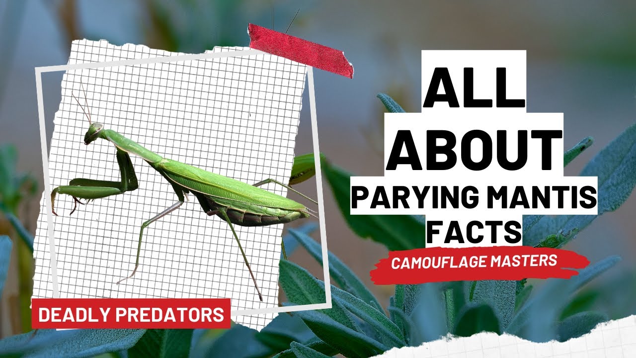 facts of mantis mantises are skilled predators and feed primarily on