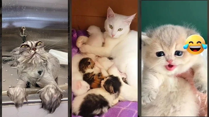 Watch the video about Funny Cats 2024 🙀 #viral 😸 #catsworld Part 7175