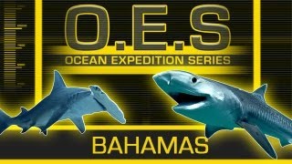 Ocean Expedition Series: Bahamas - Shark Tagging!