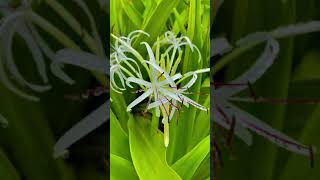 A little rain can straighten a flower stem. A little love can change a life #love #flower #salalah