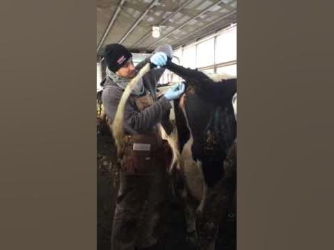 How to collect a bovine blood sample using tail venipuncture - YouTube