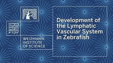 Development of the Lymphatic Vascular System in Zebrafish