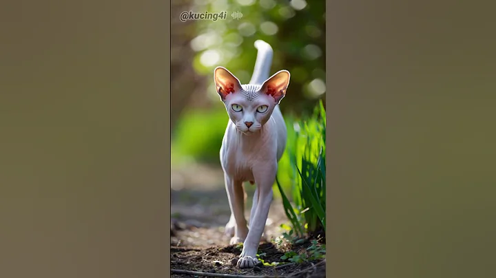 Video 11831891: kucing sphynx