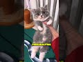 🐈 Top3 Smallest Cats in the World 🥰