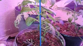 NukeHeads seeds to harvest series episode #2 we have a BIRTHDAY 🎂🎂🎂