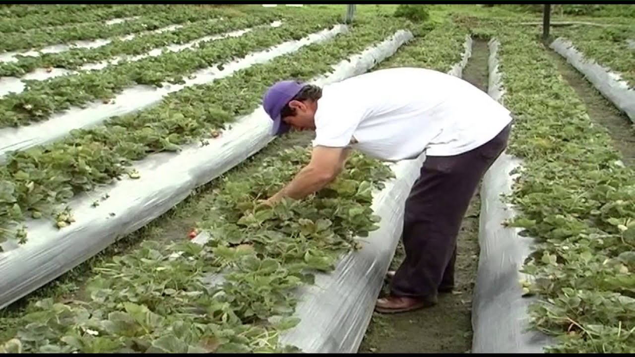 Como Cultivar Fresas con sabor Social - TvAgro por Juan Gonzalo Angel
