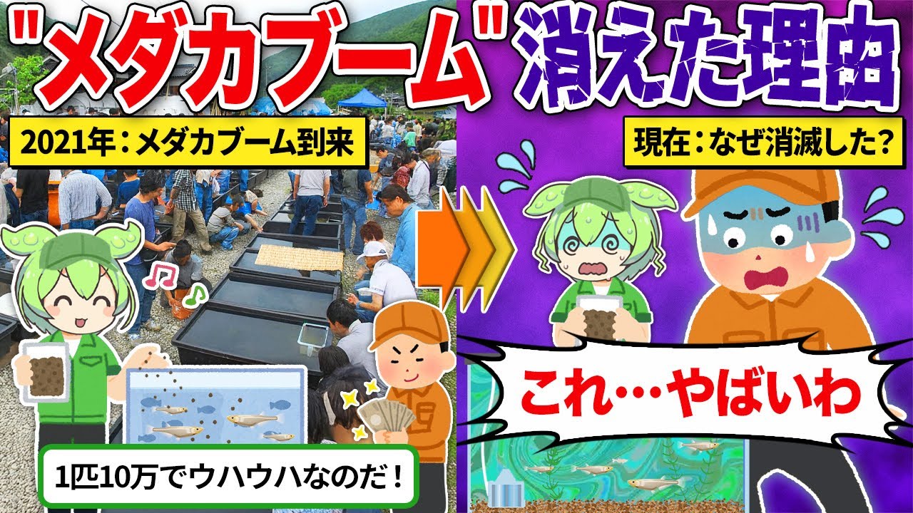 大人気だったメダカブームはなぜ消えたのか？