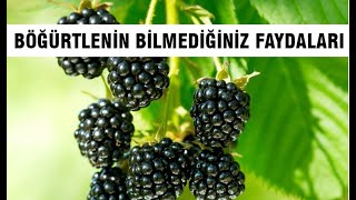 EĞER BÖĞÜRTLENİN FAYDALARINI BİLSEYDİNİZ EN ÇOK TÜKETTİĞİNİZ MEYVE O OLURDU