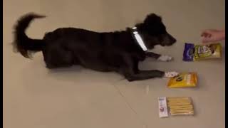 Smart Dog  (Border Collie mix) Chooses Her Treat & Plays Pretend With It
