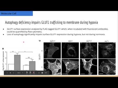 Autophagy Required for GLUT1 Translocation to Membrane and TBC1D5 Inhibition