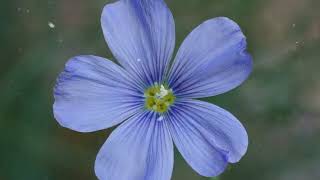 How to Grow Flax Flower