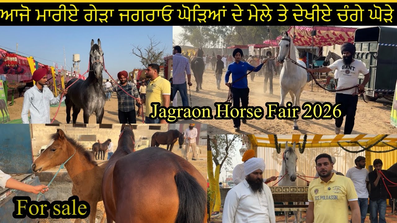 Jagraon Horse Fair 2026 ਆਜੋ ਮਾਰੀਏ ਗੇੜਾ ਜਗਰਾਓ ਘੋੜਿਆਂ ਦੇ ਮੇਲੇ ਤੇ ਦੇਖੀਏ ਚੰਗੇ ਘੋੜੇ #jagraonmandi 