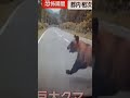 車に轢かれた２メートルの熊