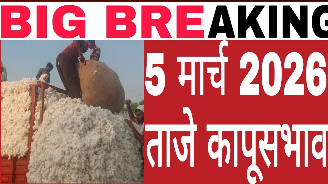5 मार्च 2026 गुरुवार अखेर संपूर्ण राज्यातील कापूसशेतकऱ्यांसाठी पुन्हाएकदा बातमी ताजे कापूसभाव cotton