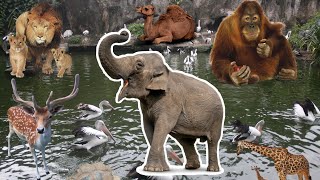 Binatang khas indonesia | Syauqi jalan-jalan ke kebun binatang ragunan | lagu anak indonesia