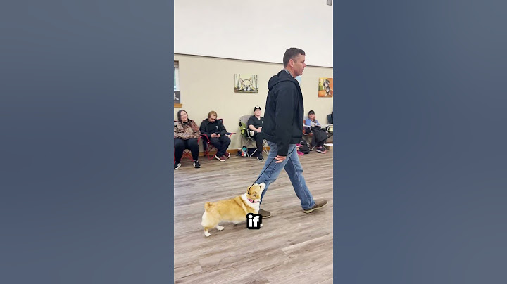 Do YOU do this and not notice it⁉️ #dogtraining #dogcoach