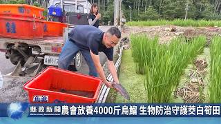農會放養4000斤烏鰡 生物防治守護茭白筍田｜南投縣政新聞 2026.06.04圖片