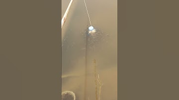 Bẫy cá bằng chai nhựa siêu đơn giản #carpfish #fishing #caucasuoi#funny #caucavatrainghiem#caucaloc