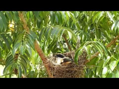 Burung Cender Di Alam Liar Pemandangan yg sudah langka 